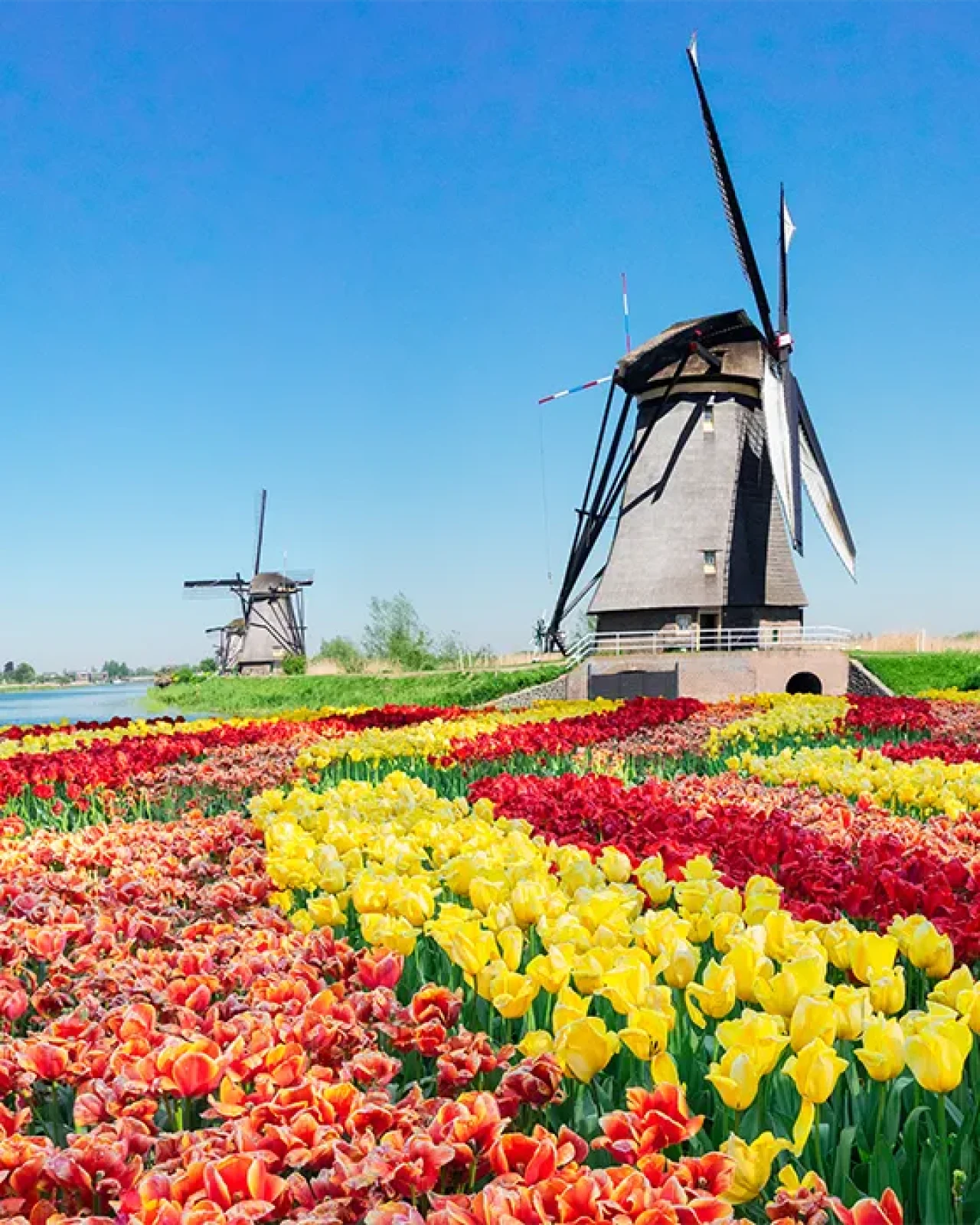 ar-rederijen-facts-tulpen-windmolens.webp